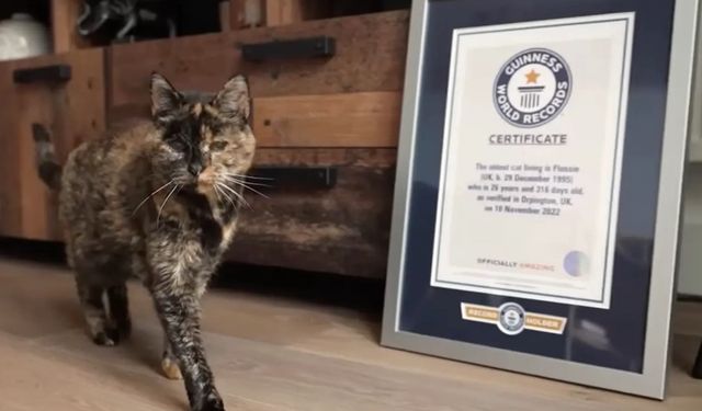 Dünyanın En Yaşlı Kedisi Flossie 30 Yaşında ve Hâlâ Oyun Peşinde