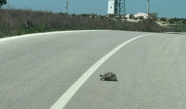 Afyon'da Sürücülere Kaplumbağa Uyarısı!