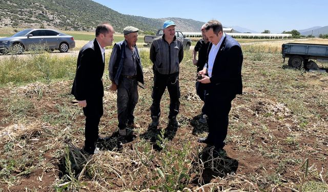 Gelendost’ta Coğrafi İşaretli Çaltı Sarımsağında Hasat Başladı