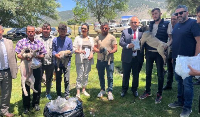 Isparta’da Kurt Saldırılarına Karşı Anadolu Çoban Köpeği Dağıtımı