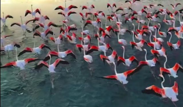 Eğirdir Gölünde Flamingoların Görsel Şöleni