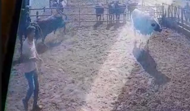 Eğirdir’de Boğa Dehş*ti: Sahibini Havaya Fırlattı