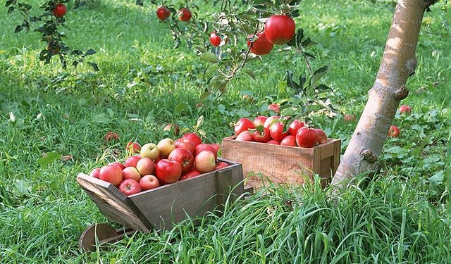 Buldan’da Elma Hasadı Başladı Yüzleri Güldürdü