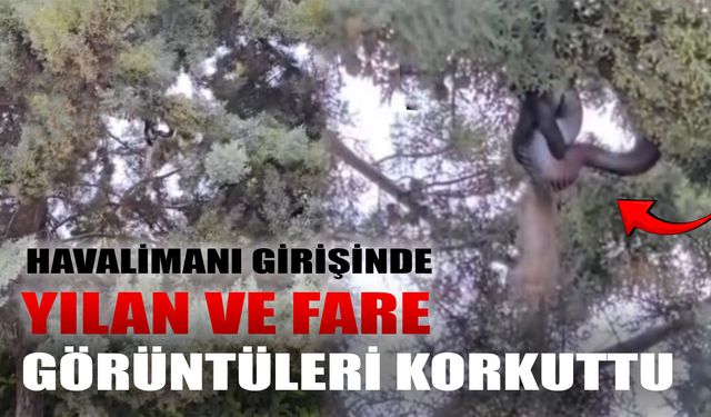 Antalya Havalimanı Girişinde Yılan ve Fare Görüntüleri Korkuttu