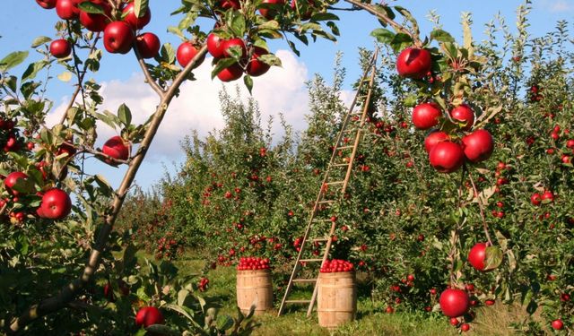 Gelendost’ta elma hasadına yağmur molası