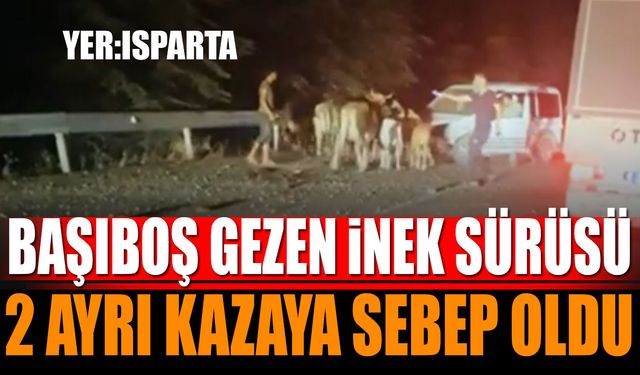 Isparta'da Başıboş Gezen İnek Sürüsü 2 Ayrı Kazaya Sebep Oldu