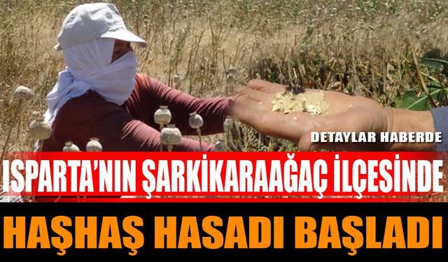 Isparta’nın Şarkikaraağaç İlçesinde Haşhaş Hasadı Başladı