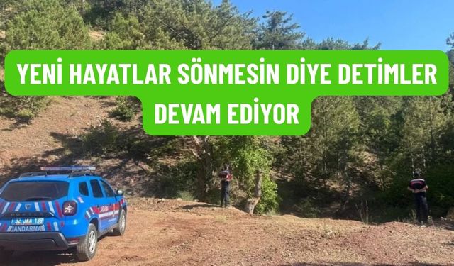 Eğirdir'de Jandarmadan Ormanlık Alanlarda Yangın Denetimi