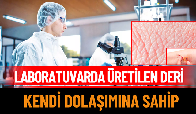 Laboratuvarda üretilen deri, kendi dolaşımına sahip