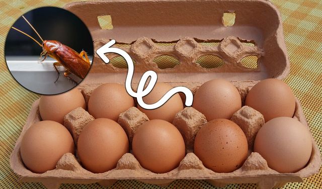 Kepez’de Hamam Böcekli Yumurta İhbarı Sonrası Şok Denetim!