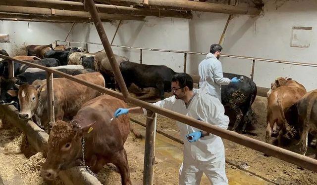 İlçede şap alarmı: 15 yerleşim yerinde hayvan hareketleri yasaklandı