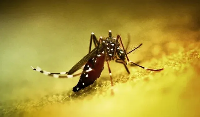 Çin’de ‘Chikungunya’ Virüsü Nedeniyle Üçüncü Derece Acil Durum İlan Edildi