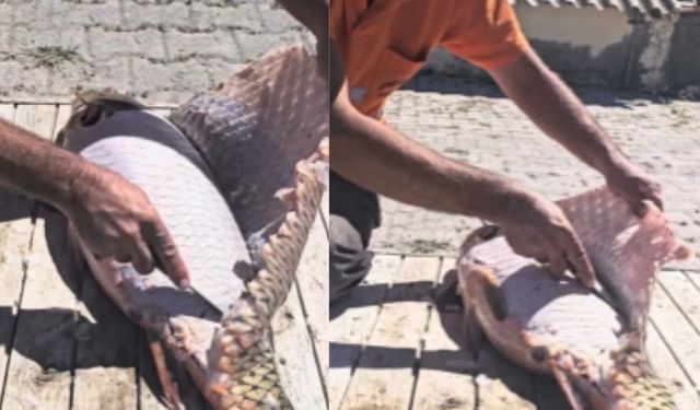 Ağlara Takılan Dev Sazan Sosyal Medyada İlgi Odağı Oldu