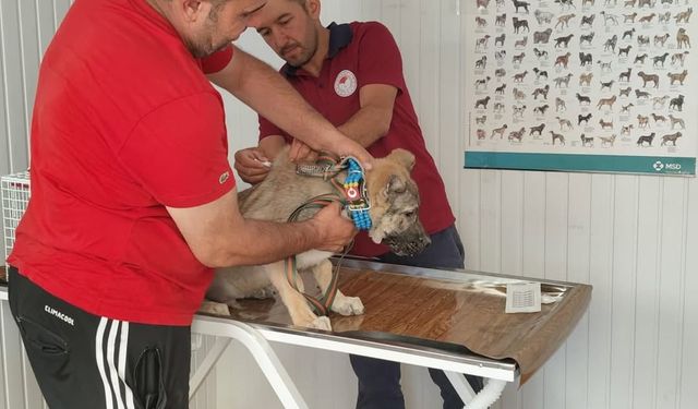 Afyonkarahisar’da evcil hayvan sahiplerine mikropiç uyarısı