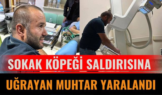 Sokak köpeği saldırısına uğrayan muhtar yaralandı