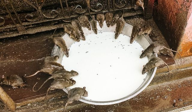 Bir Tapınak Var ki… İçinde 25 Bin Fare Yaşıyor!