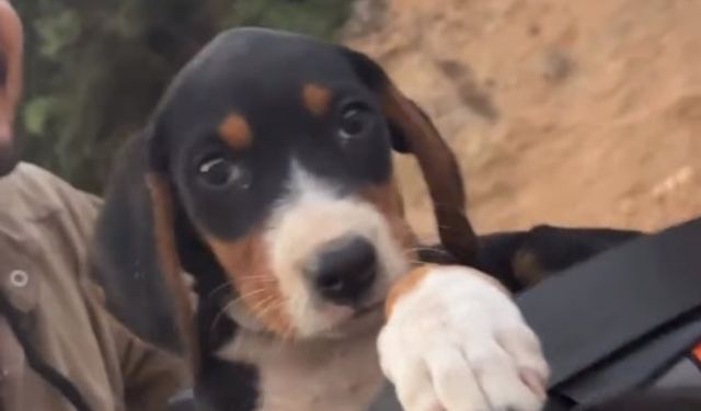 Sosyal medyayı salladı: Köpek sahibine kavuşturuldu mu?