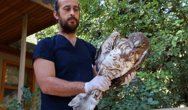 Tedavi Edilen Yılan Kartalı Doğaya Salındı