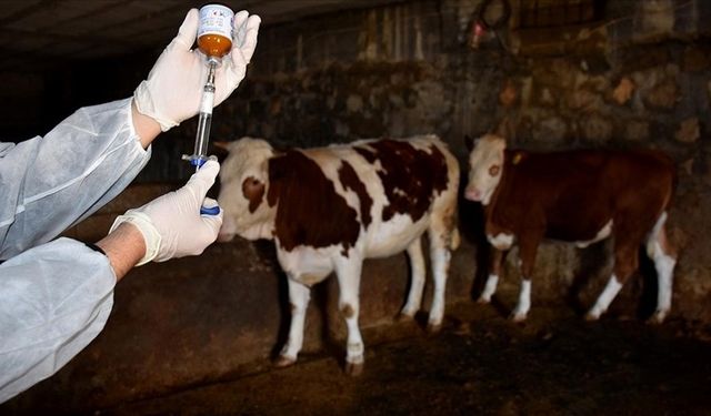 Denizli’de Şap Hastalığı: Karantinaya Alındı