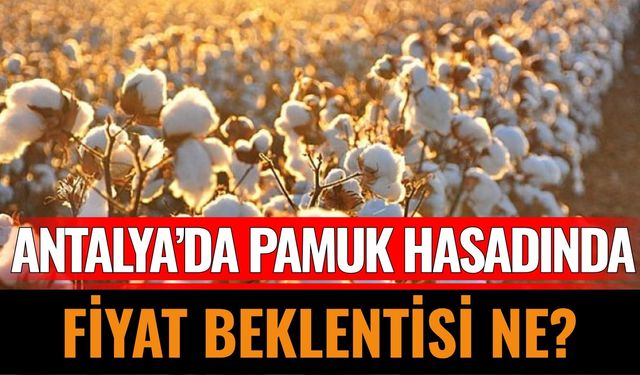 Antalya’da Pamuk Hasadında Fiyat Beklentisi Ne?