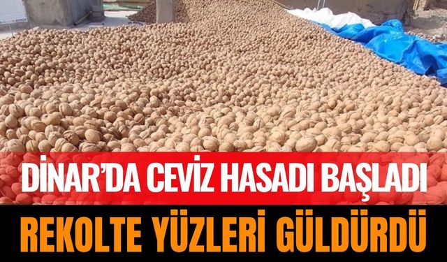 Dinar’da Ceviz Hasadı Başladı: Rekolte Yüzleri Güldürdü