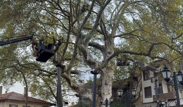 Yalvaç’ta 800 Yıllık Çınar Ağacına Bakım Çalışması