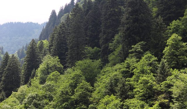 Afyon Tarım Orman’dan Yeşil Vatan Seferberliği Çağrısı