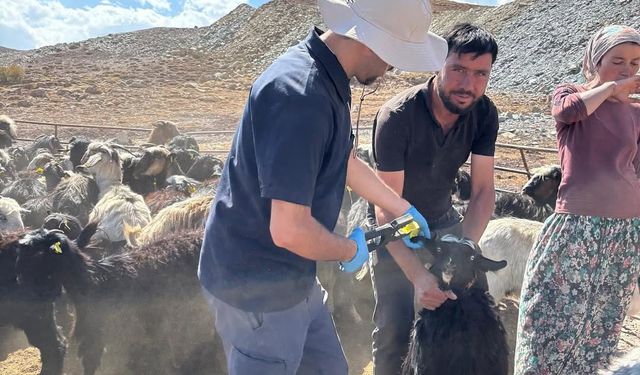Antalya’da Hayvan Kimliklendirme ve Aşılama Çalışmaları Yapıldı