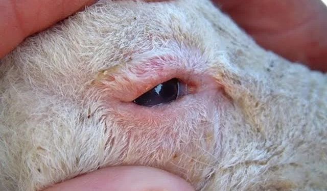 Şarkikaraağaç’ta Yeni Tip Şap Hastalığı Küçükbaş Hayvanlara Sıçradı