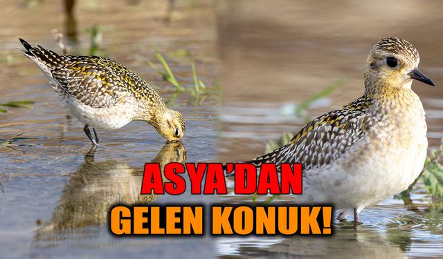 Nadir Kuş Türü Küçük Altın Yağmurcun Denizli’de