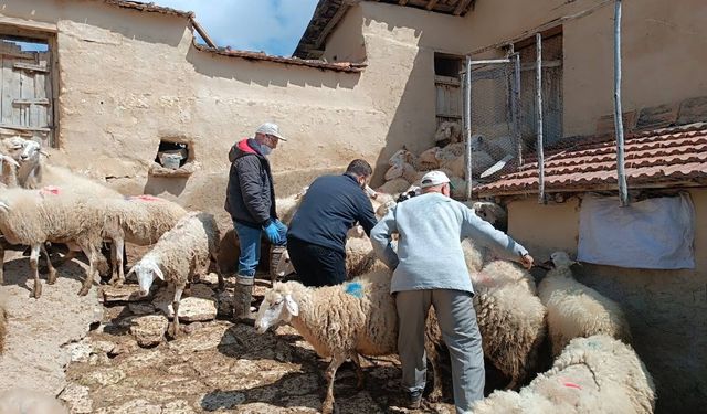 Afyon’da Hayvan Sağlığı İçin Kesintisiz Mesai