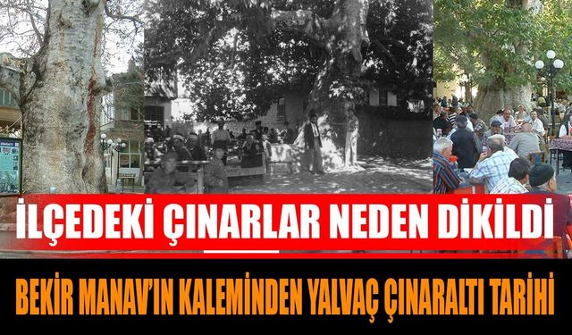 İşte Bekir Manav'ın Kaleme Aldığı O Yazısı  Yalvaç Çınarları