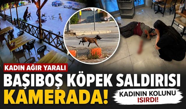 Komşuda Köpek Saldırısı: Kadın Ağır Yaralandı!