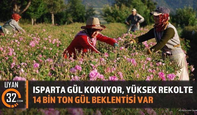 Isparta'da Gül Hasadı Hız Kesmiyor: Yüksek Rekolte Beklentisi