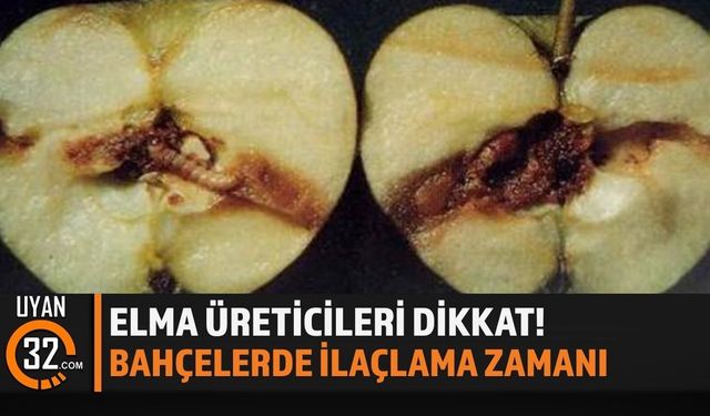 Elma İçkurdu Alarmı! Üreticilere Gecikmeden İlaçlama Uyarısı