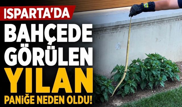 Isparta'da Evin Bahçesinde Görülen Yılan Paniğe Neden Oldu