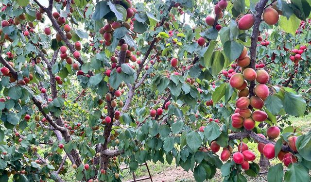Kaymakam Abacı, Yalvaç'ta Kayısı Hasadını Yerinde İnceledi