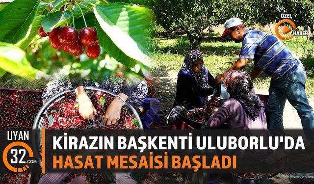 Kirazın Başkenti Uluborlu'da Hasat Mesaisi Başladı