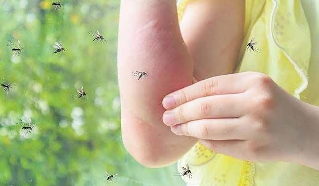 Sivrisinekler Neden Bazı İnsanları Daha Çok Isırıyor? Araştırmaların Dikkat Çeken Sonucu