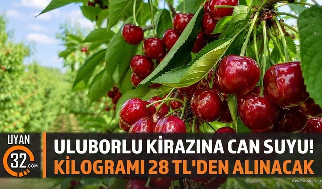 Uluborlu Kirazına Can Suyu! Kilogramı 28 TL'den Alınacak