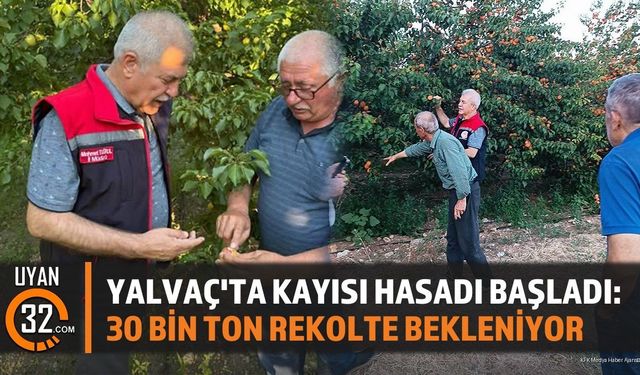 Yalvaç'ta Kayısı Hasadı Başladı: 30 Bin Ton Rekolte Bekleniyor