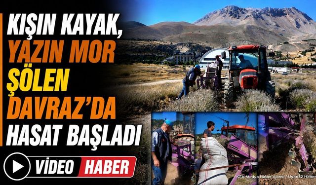 Davraz Kayak Merkezi'nde Mor Hasat Mesaisi Başladı
