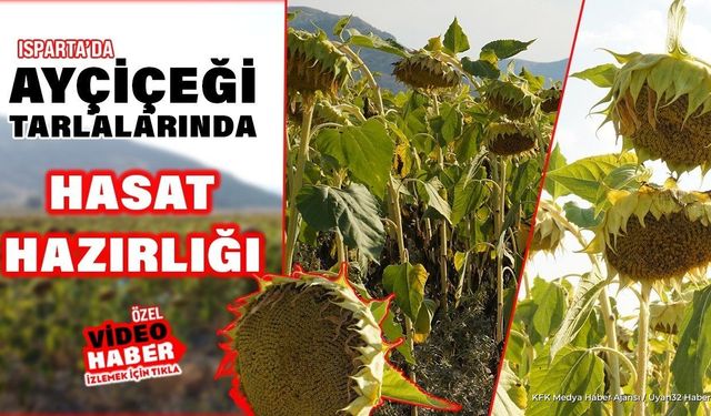 Isparta'da Ayçiçeği Tarlalarında Hasat Hazırlığı Başladı