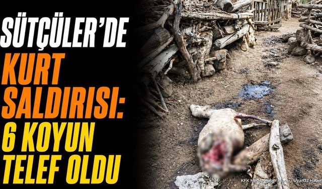Isparta'da Kurt Saldırısı: Ağıla Giren Kurtlar 6 Koyunu Telef Etti