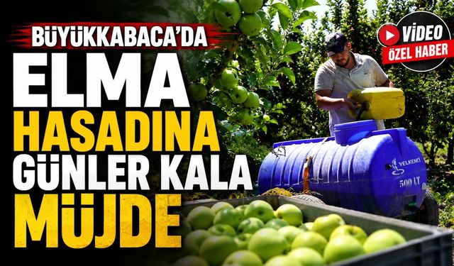 Büyükkabaca'da Elma Hasadına Günler Kala Müjde: Ağaç Başı Verim Rekor Seviyeye Ulaştı!
