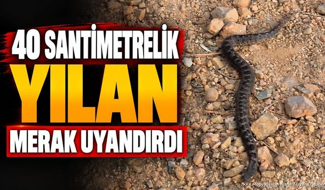 Isparta Eğirdir'de Korkutan Yılan: Osmanlı Engereği Şüphesi