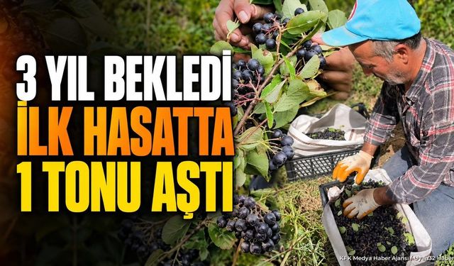 Isparta Sütçüler'de Aronya Hasadı: 4 Dönümden 1 Ton Ürün