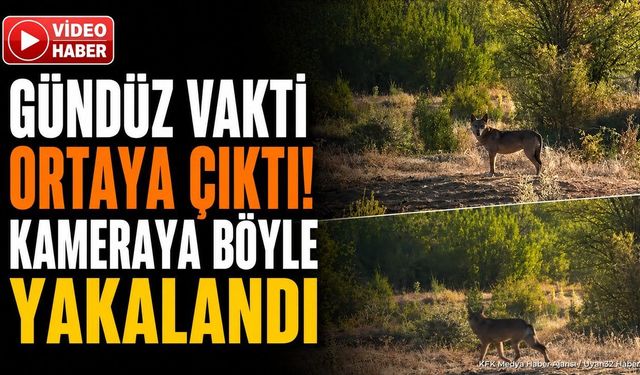 Isparta'da köyleri tedirgin eden görüntü: Gündüz vakti yol kenarında ortaya çıktı