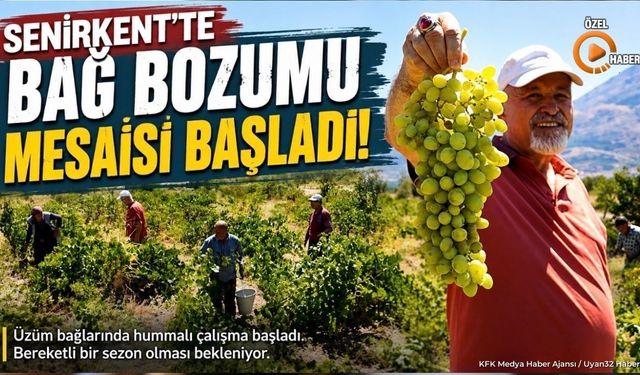 Senirkent'te Bağ Bozumu Mesaisi Başladı: Hasat Pekmeze Dönüşüyor
