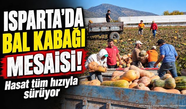 Isparta'da Bal Kabağı Hasadı Devam Ediyor